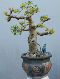 Mature Ficus tree