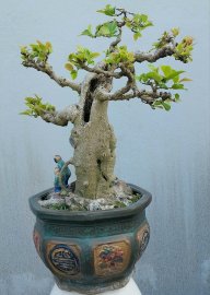 Mature Ficus tree