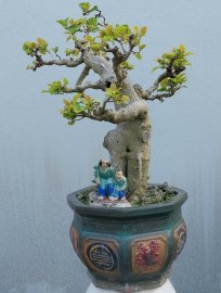 Mature Ficus tree