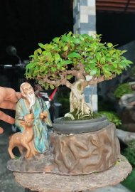 Mature ficus bonsai tree