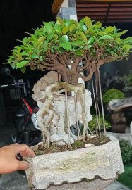 Ficus mini bonsai over rock