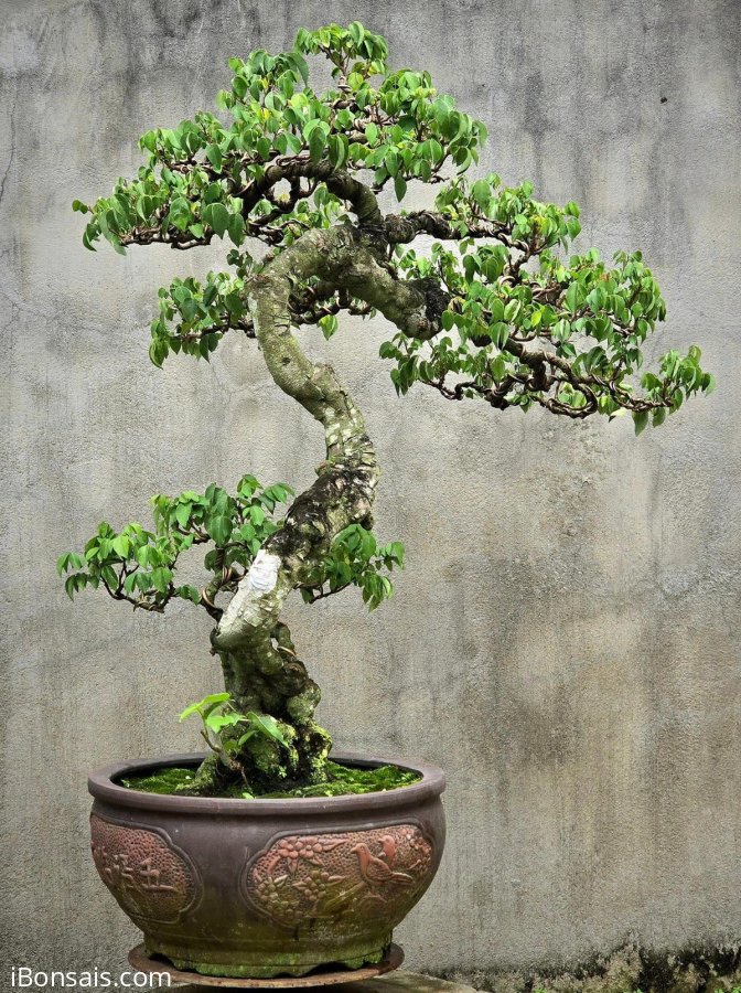 Mature star fruit bonsai tree