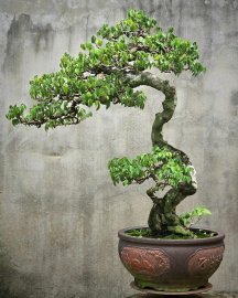 Cây khế gân chua già đẹp