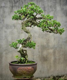 Cây khế gân chua già đẹp