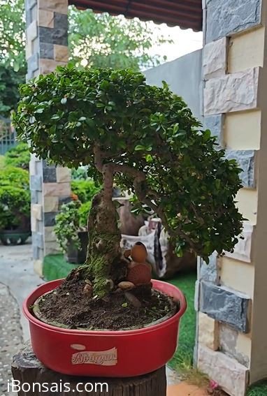 Trà Phúc Kiến giá 700k ck bao ship ạ