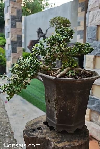 Ô rô dáng đỗ chịu hai bao síp