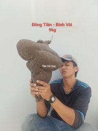 Đồng Tiền - Bình Vôi  ☎️07667.12379☎️