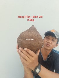 Đồng Tiền - Bình Vôi  ☎️07667.12379☎️