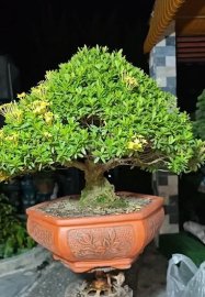 Hồi đó 1 cây vàng ko bán bây h giá nào cũng bán