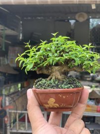 Mai chiếu thuỷ lá trung đợi hoa , cao chỉ 5cm