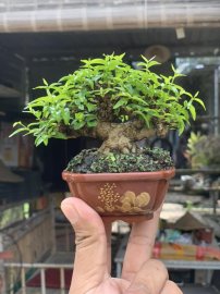 Mai chiếu thuỷ lá trung đợi hoa , cao chỉ 5cm
