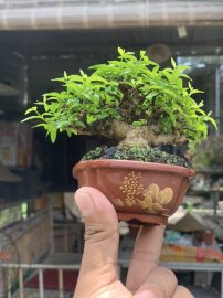 Mai chiếu thuỷ lá trung đợi hoa , cao chỉ 5cm