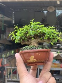 Mai chiếu thuỷ lá trung đợi hoa , cao chỉ 5cm