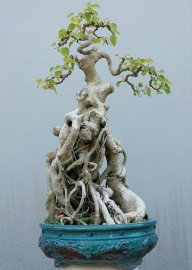 Bồ đề Bình Định