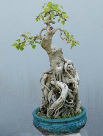 Bồ đề Bình Định