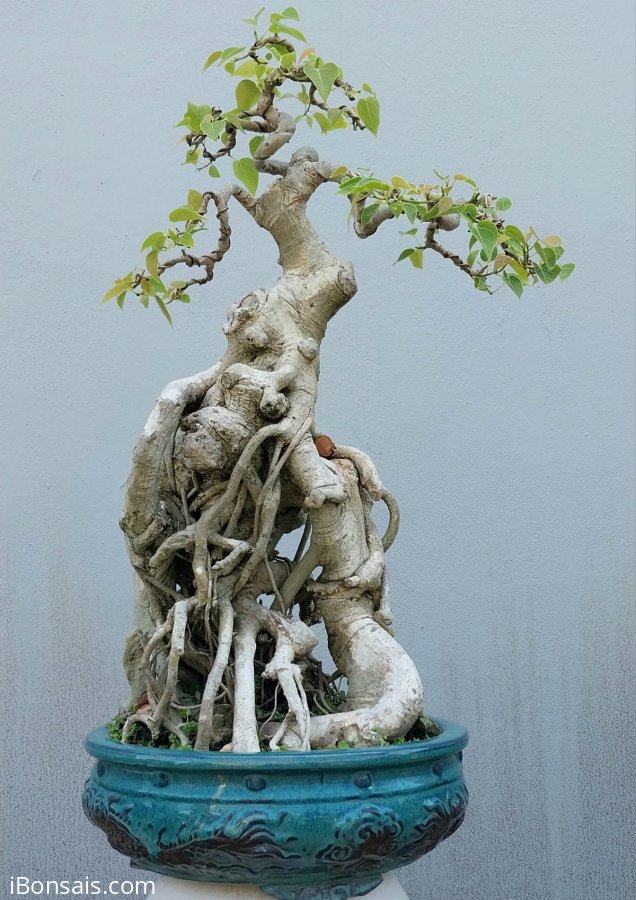 Bồ đề Bình Định