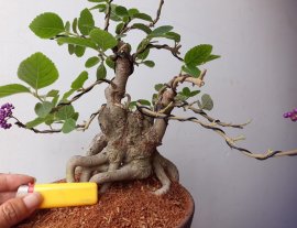 Em là Ngọc Châu Nhật...