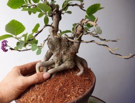 Em là Ngọc Châu Nhật...