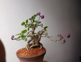 Em là Ngọc Châu Nhật...