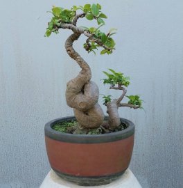 Ficus bonsai tree