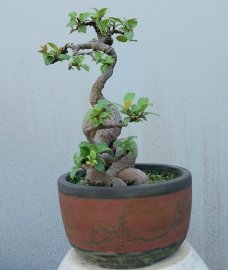 Ficus bonsai tree
