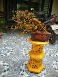 Linh sam sông hinh