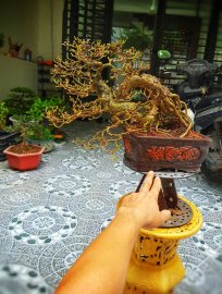 Linh sam sông hinh