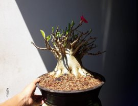 Em là Sứ Thái, hoa Hồng Sa Mạc...