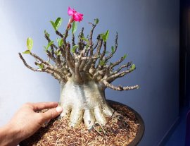 Em là Sứ Thái, hoa Hồng Sa Mạc...