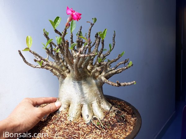 Em là Sứ Thái, hoa Hồng Sa Mạc...