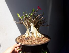 Em là Sứ Thái, hoa Hồng Sa Mạc...