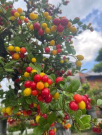 Scopolia nana with full fruits
