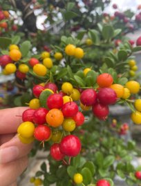 Scopolia nana with full fruits