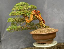 Linh sam khai thác ghép 86