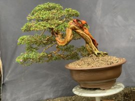 Linh sam khai thác ghép 86