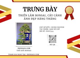 Antidesma acidum bonsai artwork