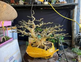 Trắng phớt Hồng ae về lên chậu