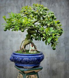 Cây "Chờ Anh" siêng quả