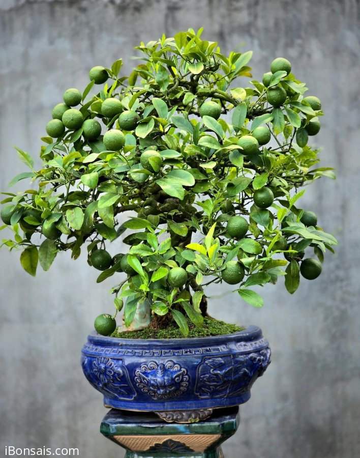 Cây "Chờ Anh" siêng quả