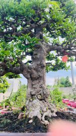 MCT Da đen lá lớn