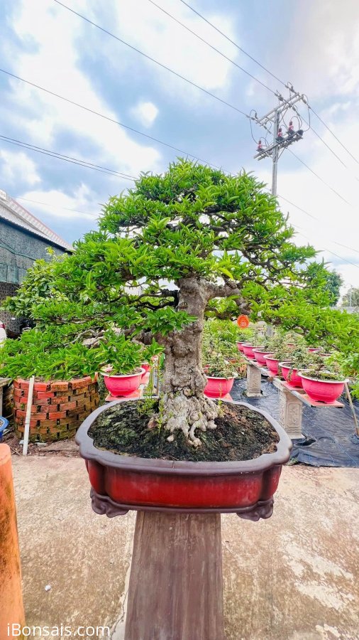 MCT Da đen lá lớn