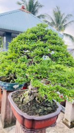 MCT Da đen lá lớn
