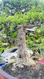 MCT Da đen lá lớn