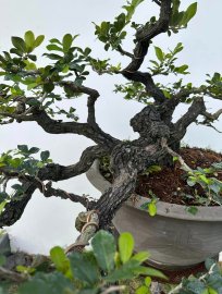 Mature Diospyros maritima