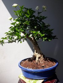 Em Nguyệt mùa hoa...