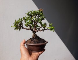 Trang Hồng Phấn siêu mini...