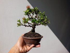 Trang Hồng Phấn siêu mini...