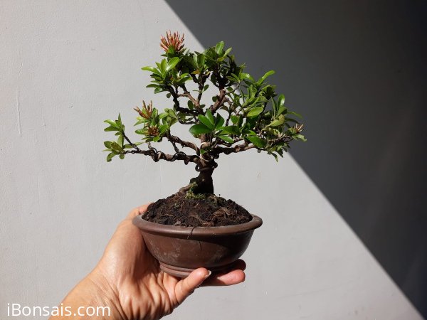 Trang Hồng Phấn siêu mini...