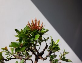 Trang Hồng Phấn siêu mini...