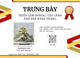 Tiểu cảnh sam núi trái